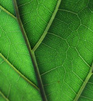 Estetik som funktion: Hur växtinredning kodar företagets varumärke |