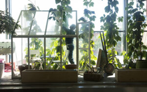 Estetik som funktion: Hur växtinredning kodar företagets varumärke |